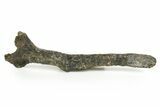 Fossil Ornithischian Dinosaur Ischium - Wyoming #367595-1